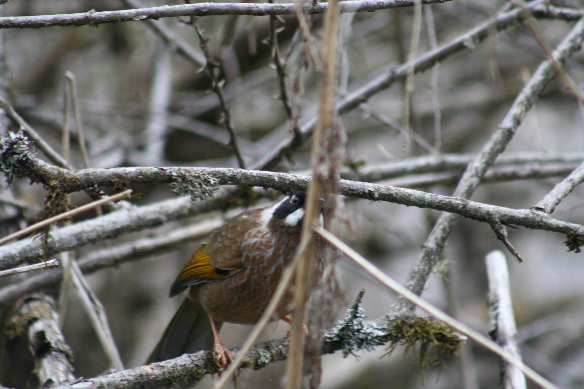 Black-faced Laughingthrush (Trochalopteron affine), photo 2