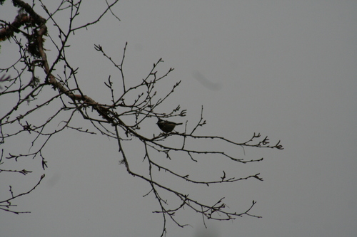 Rufous-vented Tit (Periparus rubidiventris), photo 4
