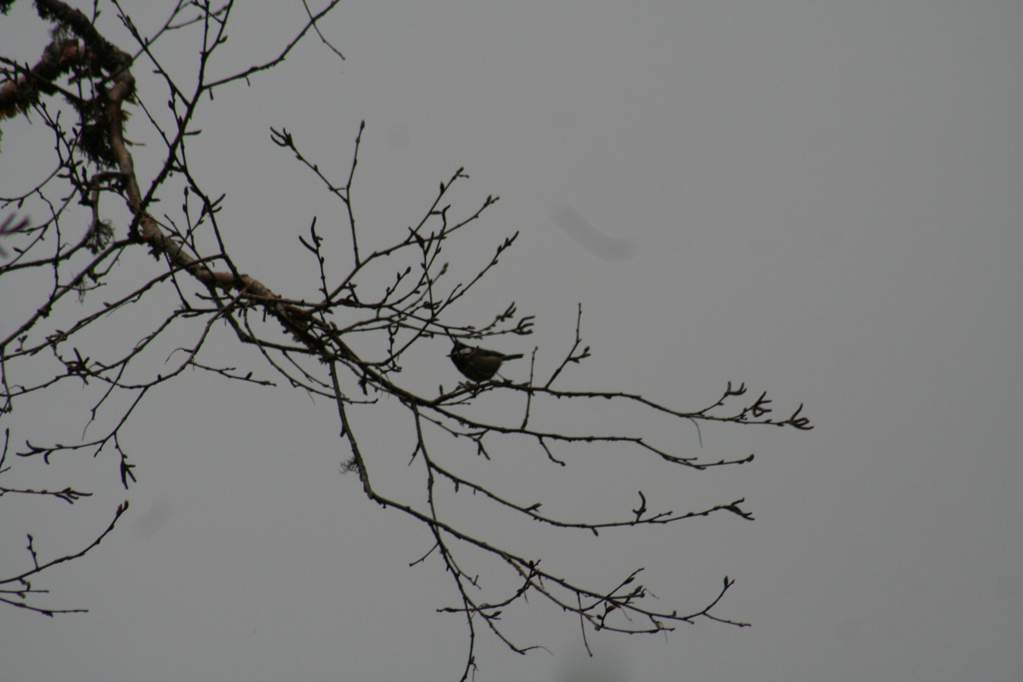 Rufous-vented Tit (Periparus rubidiventris), photo 4