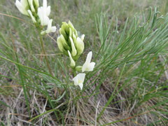Astragalus pectinatus