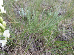 Astragalus pectinatus