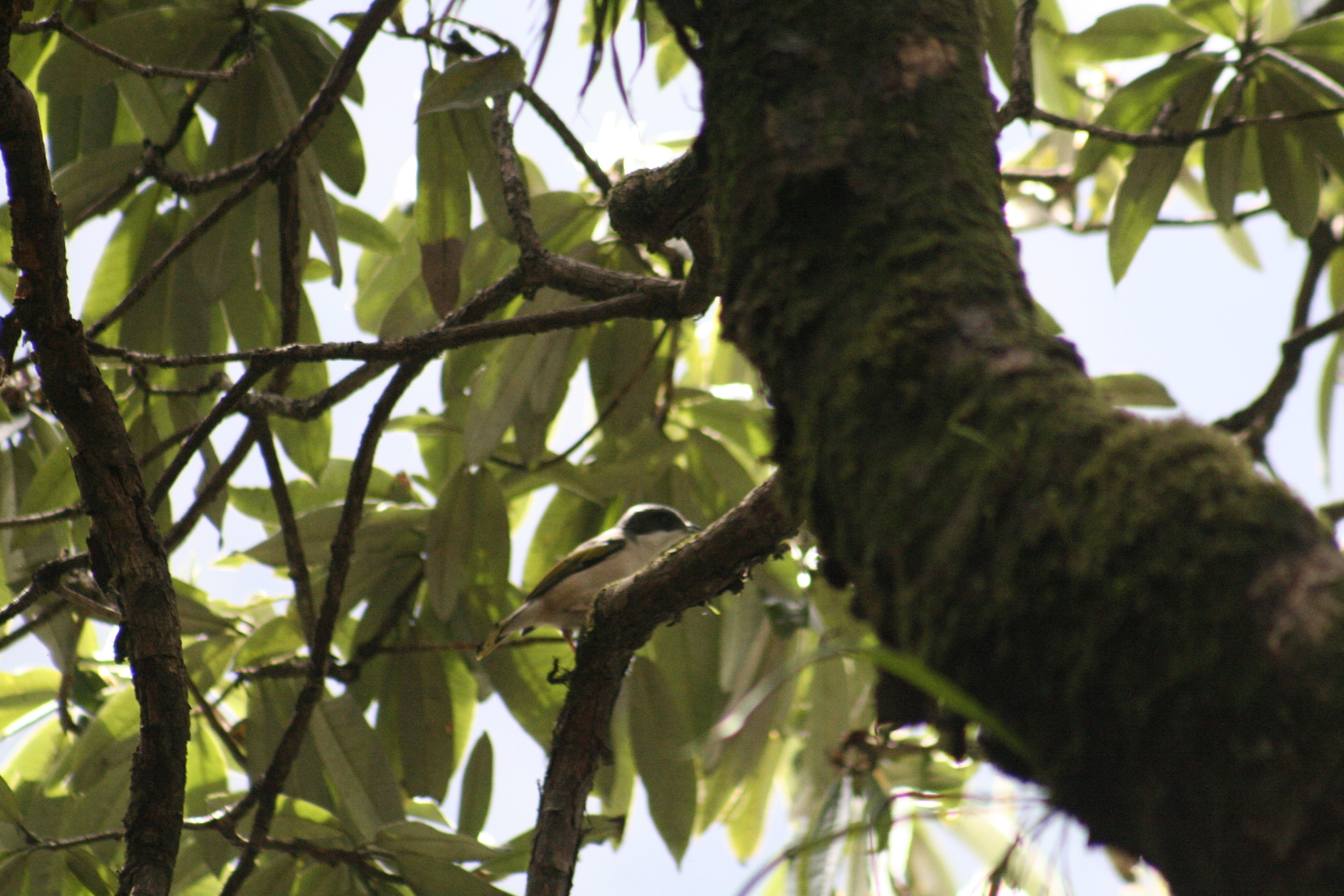 White-browed Shrike-babbler (Pteruthius aeralatus), photo 7