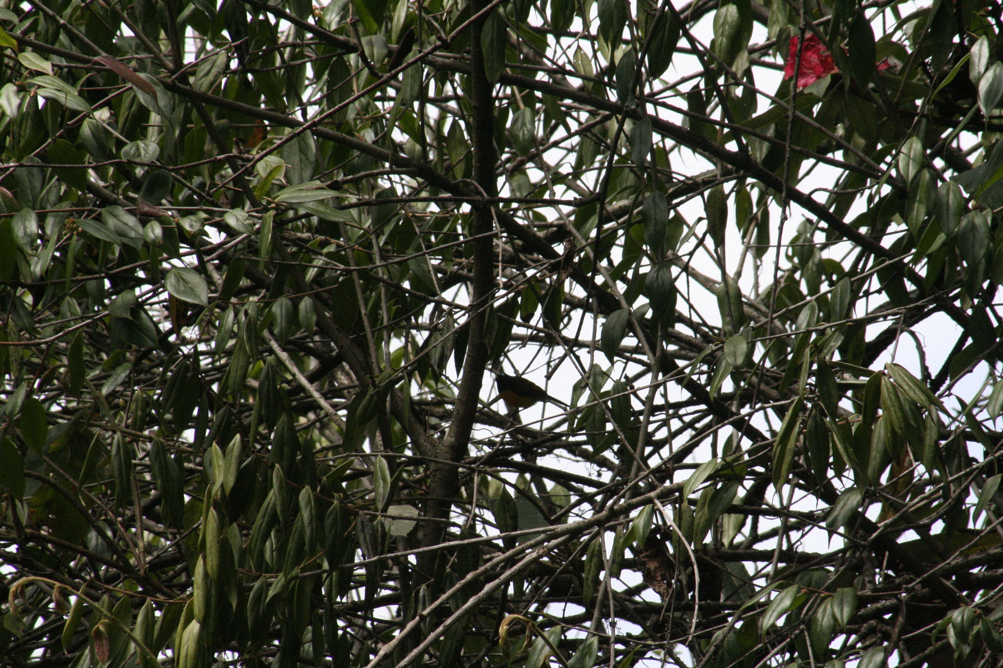 Green-tailed Sunbird (Aethopyga nipalensis), photo 10