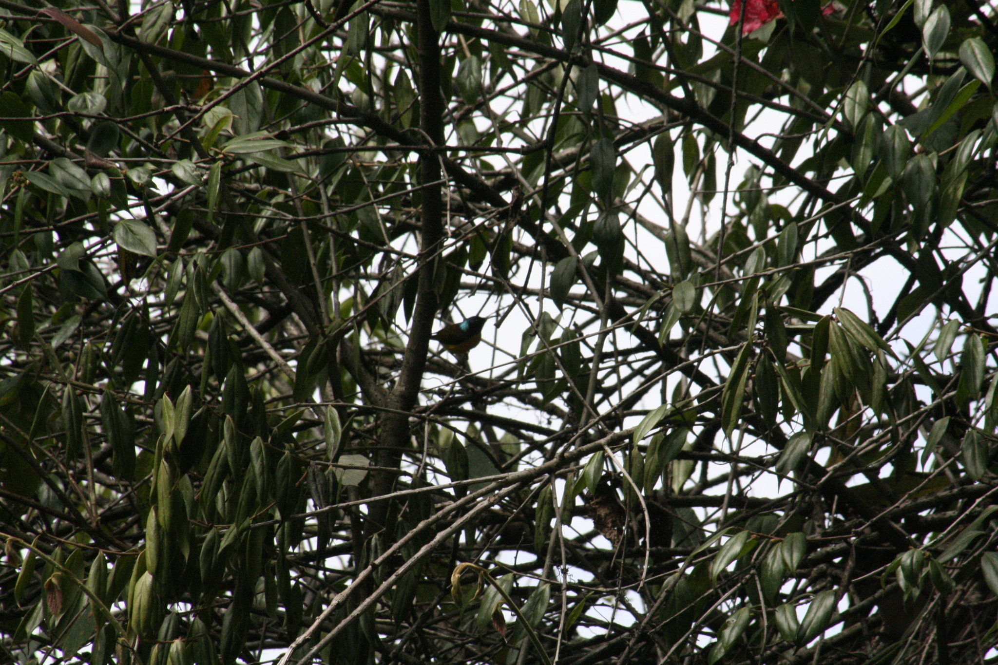 Green-tailed Sunbird (Aethopyga nipalensis), photo 9