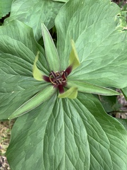 Trillium viridescens