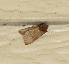 Orthosia transparens