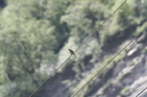 Himalayan Prinia (Prinia crinigera), photo 4