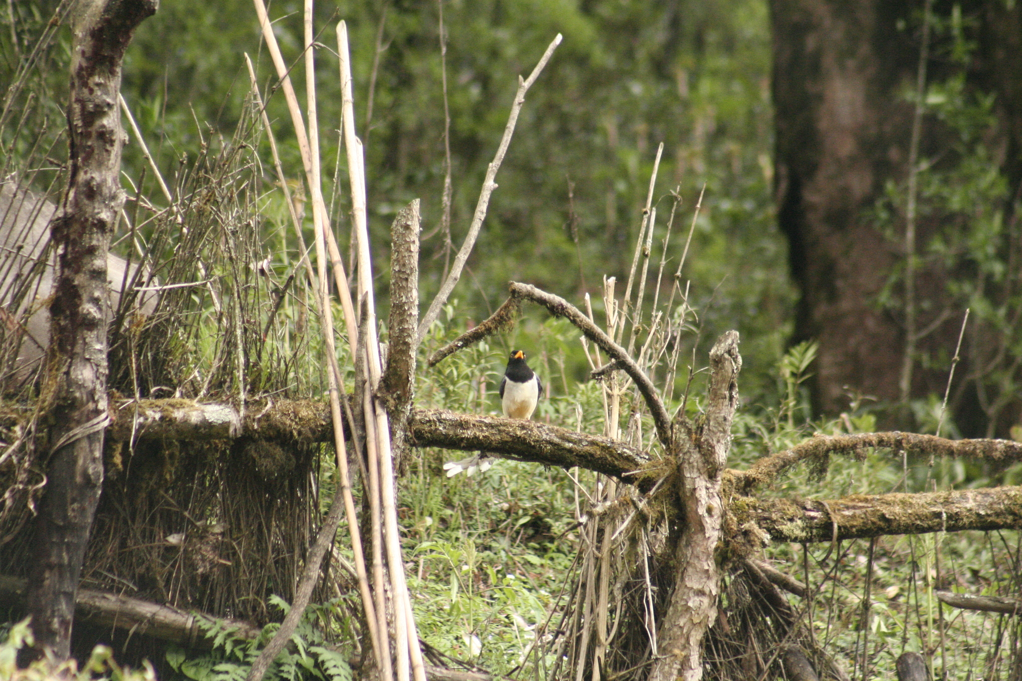 Yellow-billed Blue Magpie (Urocissa flavirostris), photo 5