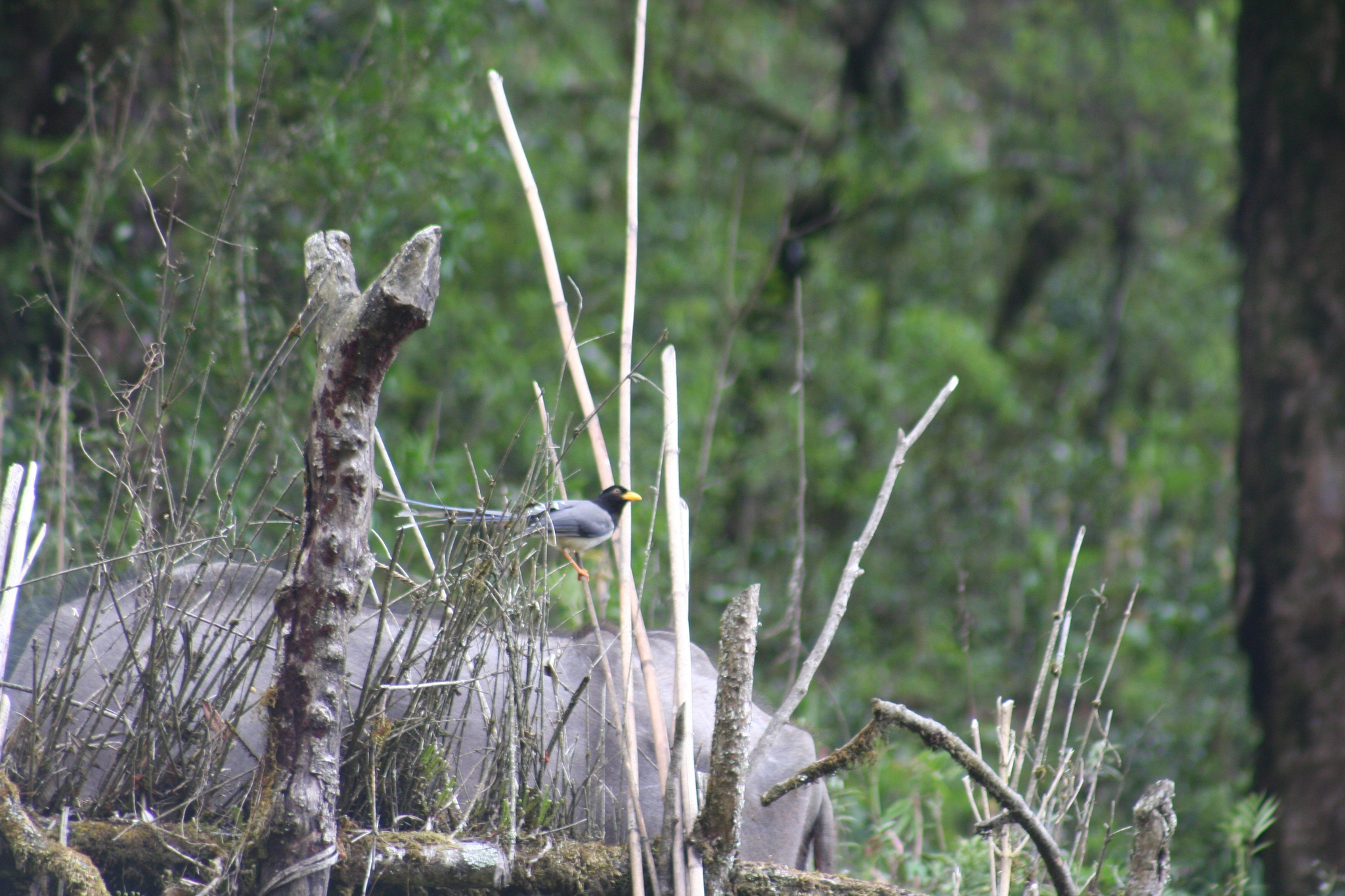 Yellow-billed Blue Magpie (Urocissa flavirostris), photo 7
