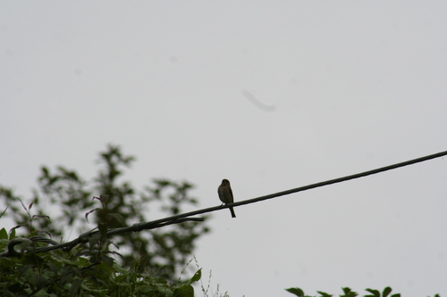 Ferruginous Flycatcher (Muscicapa ferruginea), photo 3