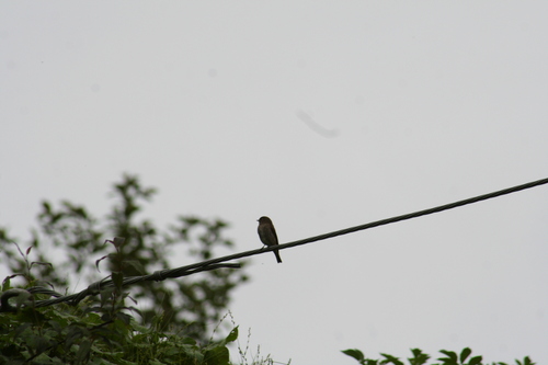 Ferruginous Flycatcher (Muscicapa ferruginea), photo 4