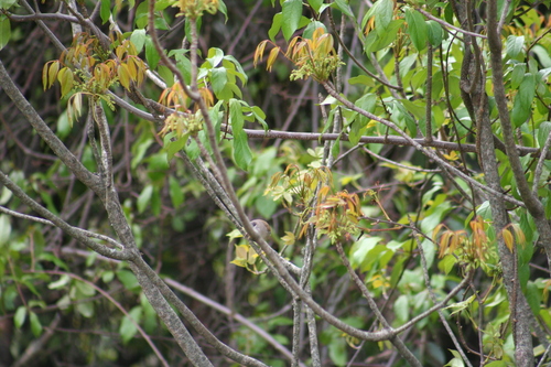 Blue-winged Minla (Actinodura cyanouroptera), photo 8
