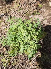 Capnoides sempervirens