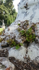 Platanaceae