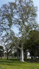 Platanaceae