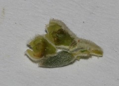 Phylica axillaris axillaris