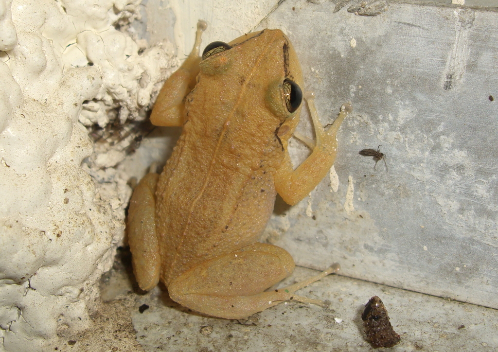 Martinique Robber Frog (Eleutherodactylus martinicensis)
