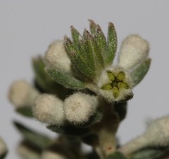 Phylica axillaris axillaris