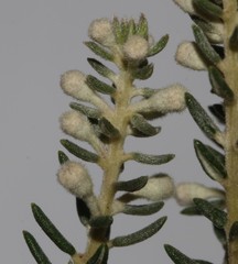 Phylica axillaris axillaris