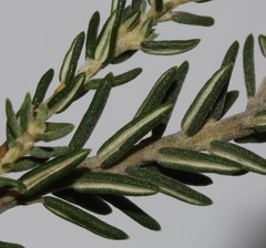 Phylica axillaris axillaris