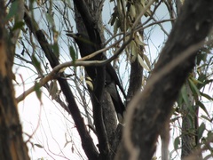 Strepera versicolor melanoptera