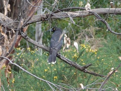 Strepera versicolor melanoptera