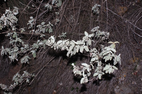 Image of Buddleja glomerata by (c) Brian du Preez, some rights reserved (CC BY-SA)