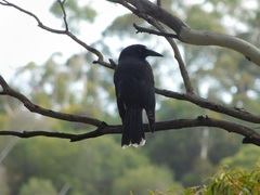 Strepera versicolor melanoptera