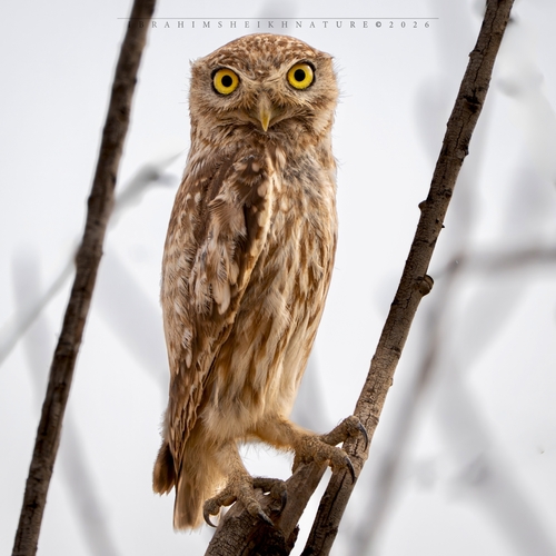 Little Owl