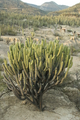 Myrtillocactus schenckii