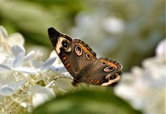 Junonia coenia