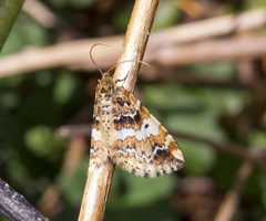 Enchoria lacteata