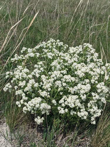Crambe tataria, photograph 4