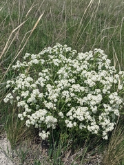 Crambe tataria, photograph (c) Марина Давлетшина, some rights reserved (CC BY)