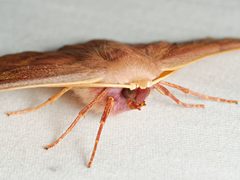 Monoctenia falernaria