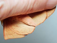 Monoctenia falernaria