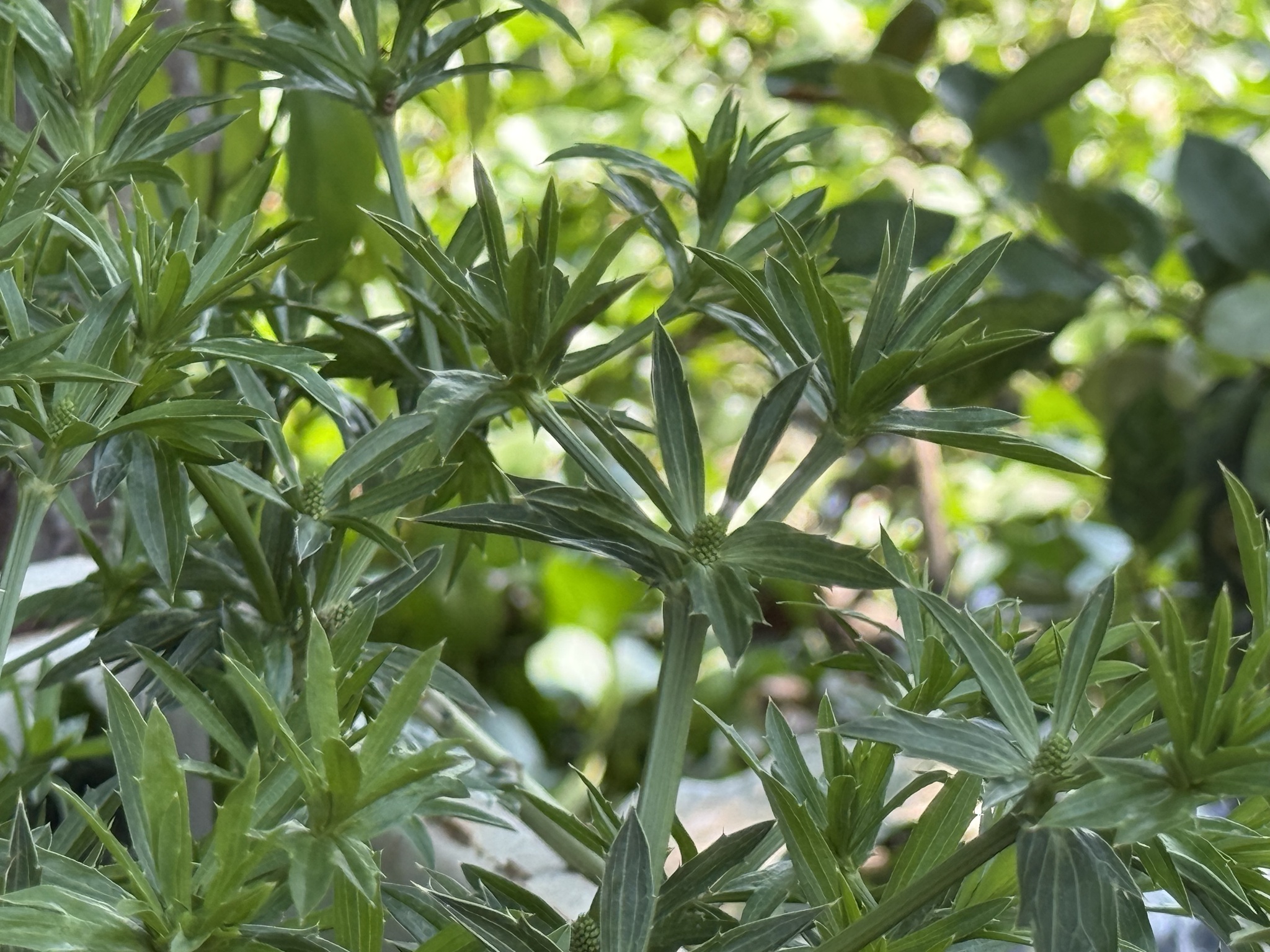 Eryngium foetidum — ảnh 3