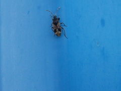 Scolopostethus affinis