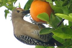 Gila Woodpecker