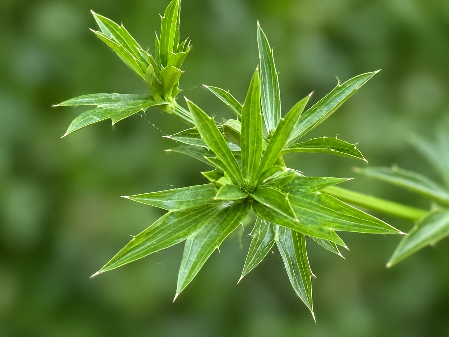 Eryngium foetidum — ảnh 2