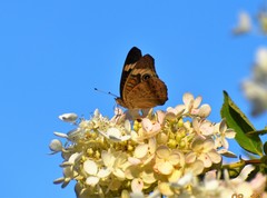 Junonia coenia