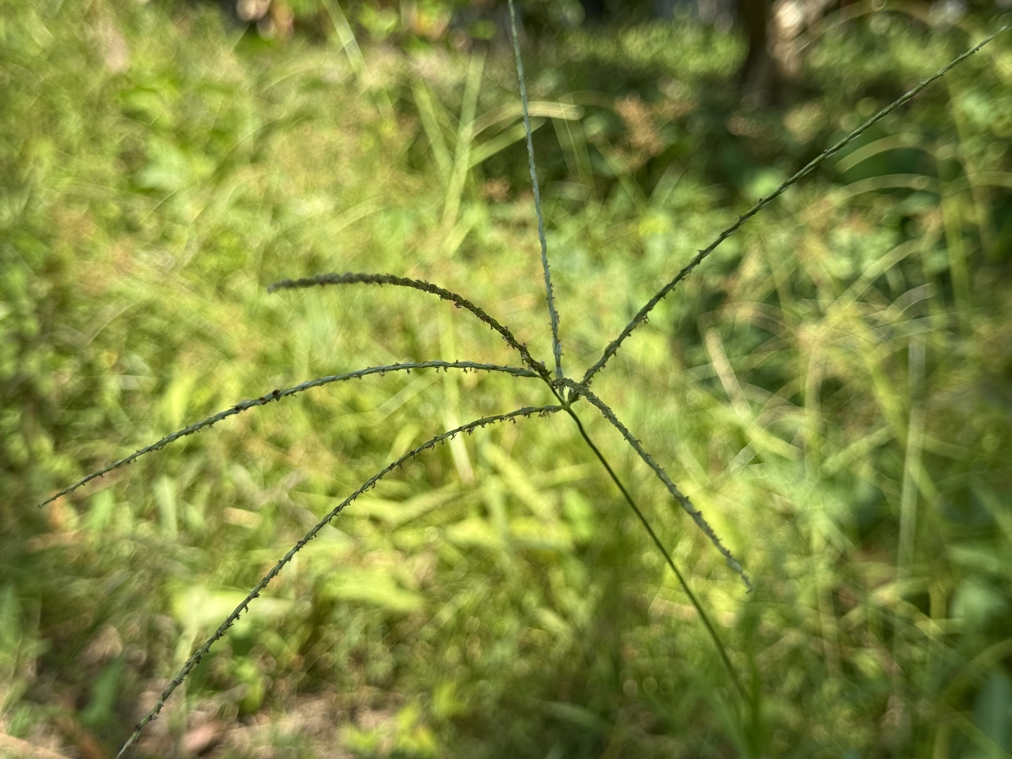 Digitaria setigera — ảnh 2