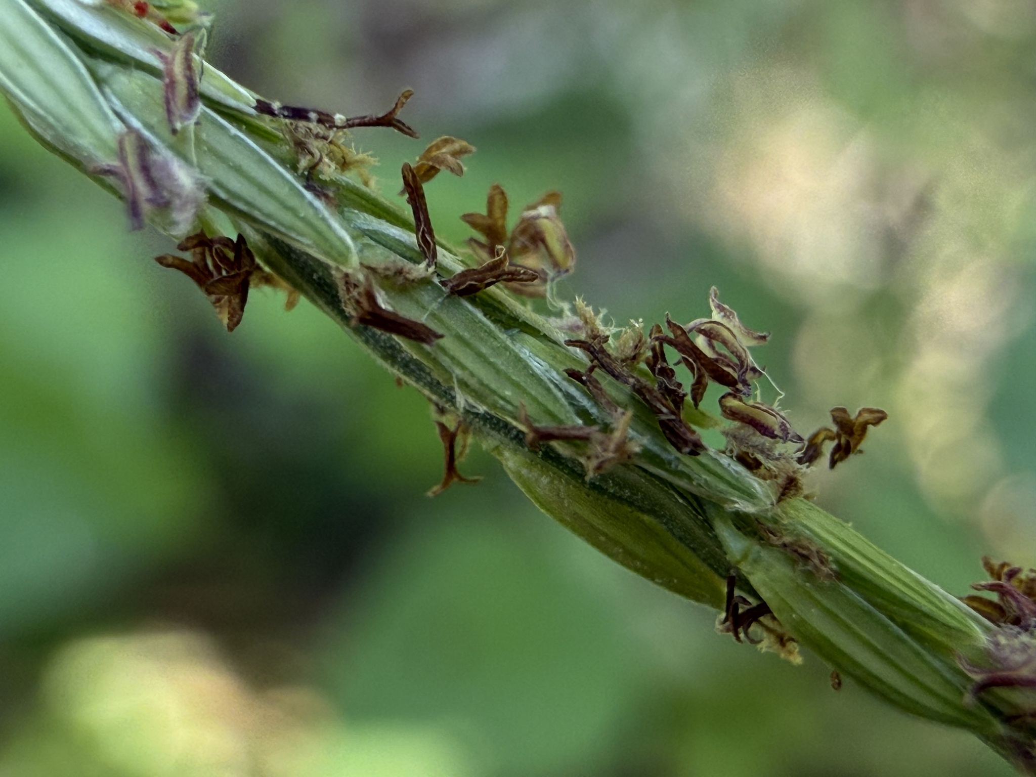 Digitaria setigera (Digitaria setigera)