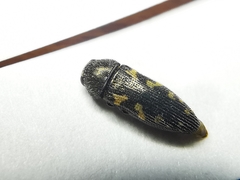 Acmaeodera neoneglecta