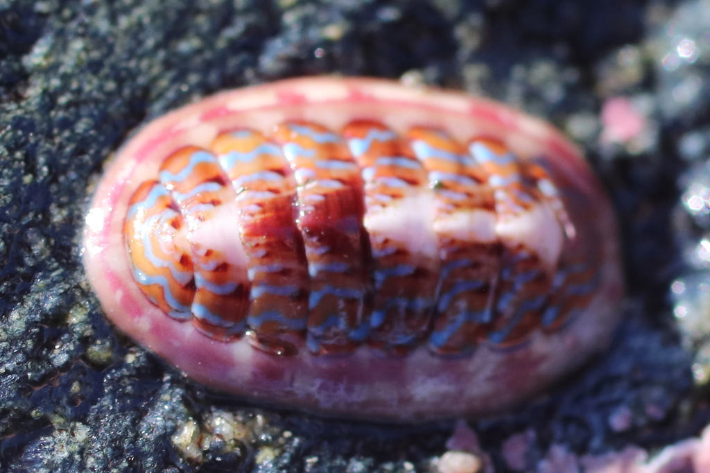 Blue Lined Chiton