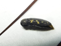 Acmaeodera neoneglecta