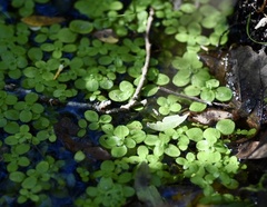Callitriche lechleri