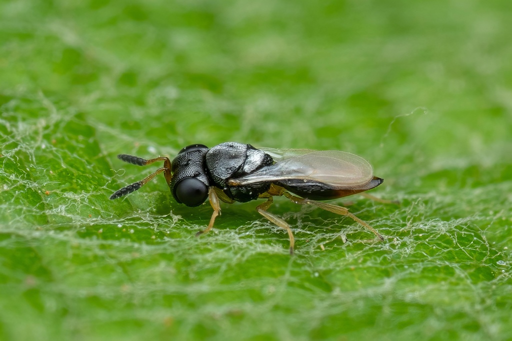 Phanuropsis semiflaviventris