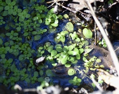 Callitriche lechleri