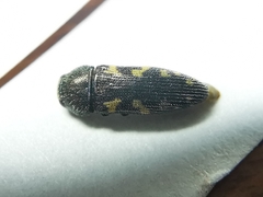 Acmaeodera neoneglecta